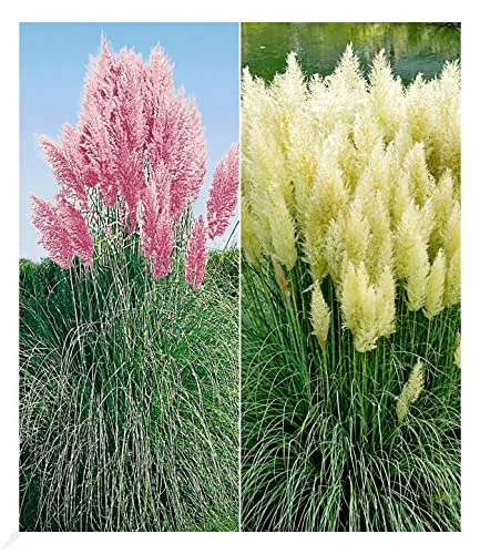 BALDUR Garten 2er Pampasgras Sortiment, Pflanzen im 9x9 cm-Topf, Cortaderia selloana, Set bestehend aus je 1 Pflanze rosa und weiß blühend, Ziergräser, Stauden - Kollektion, winterharte Stauden