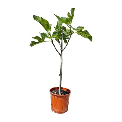 Mediterraner Feigenbaum Ficus Carica bis 100cm mit süßen grünen Feigen ideal für Terrasse und Garten