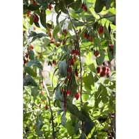 Goji-Beere 'No.1 Lifeberry' – Vitaminreicher Obststrauch - Ertragreicher Beerenstrauch mit aromatischen, vitaminreichen Früchten. Ideal für Naschgarten und Balkon, robuste Kübelpflanze mit frühem Fruchtansatz und dekorativen Blüten.