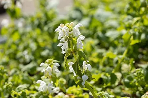 Lamium maculatum 'Album' 9x9 cm Topf – Winterhart, Mehrjährig, Pflegeleicht – Silberblatt-Taubnessel – Bodendecker für schattige Beete & Unterpflanzung