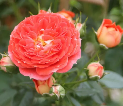 Dehner Zwerg-Kletterrose Starlet® Carmen® – Orange-rote Blütenpracht für Ihren Garten - Die Zwerg-Kletterrose Starlet® Carmen® begeistert mit gefüllten, duftenden Blüten in leuchtendem orange-rot. Ideal für Balkon und Terrasse, verleiht sie Ihrem Outdoor-Bereich eine romantische Note.