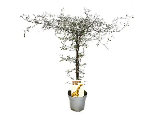 Exotenherz Corokia cotoneaster