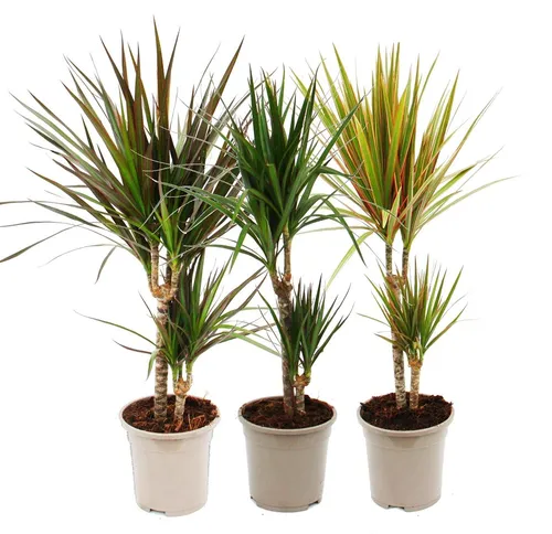 Exotenherz Drachenbaum 3er Set – Pflegeleichte Zimmerpflanze - Das 3er Set Drachenbäume bringt frisches Grün in Ihr Zuhause. Diese robusten Pflanzen sind ideal für helle bis halbschattige Standorte und benötigen nur wenig Pflege. Perfekt für alle Räume!