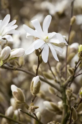 Magnolia stellata 'Royal Star' - Elegante Sternmagnolie für Ihren Garten - Die Sternmagnolie 'Royal Star' begeistert mit großen, weißen Blüten ab März und einem kompakten Wuchs. Ideal als Solitär oder in Gruppenpflanzungen, bringt sie Frühling in jeden Garten.