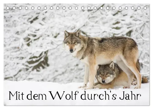 Wilfried Martin | Mit dem Wolf durch's Jahr (Tischkalender 2026 DIN A5 quer),...