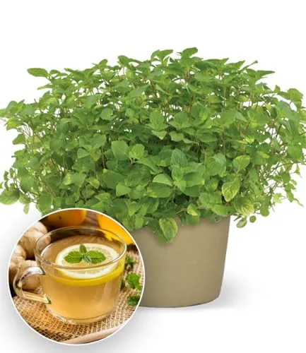 BALDUR Garten 1x Minze 'Ingwer', Pflanze im 10,5 cm Topf, würziges Ingwer-Aroma mit frischer Minznote, glänzend tiefgrüne Blätter, robuster Bodendecker & kompakter Wuchs, pflegeleicht und winterhart