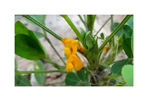 Stk - 10x Arachis hypogaea Erdnuss Garten Pflanzen - Samen ID1108 - Seeds & Plants Shop by Ipsa