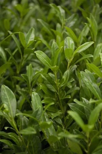 Prunus laurocerasus 'Herbergii' 80-100 cm – Winterhart, Immergrün, Pflegeleicht – Kirschlorbeer – Heckenpflanze für Garten & Sichtschutz