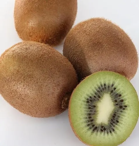Kiwi `Solo´, selbstfruchtbar, Actinidia chinensis, ca. 80cm, im Topf