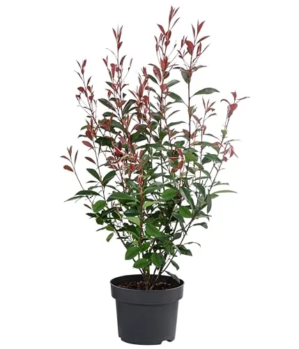 Dehner Glanzmispel Carre Rouge, Photinia fraseri in grün von DEHN