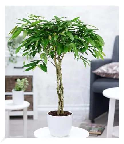 BALDUR-Garten Bäume von BALDUR-Garten