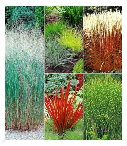 BALDUR Garten 9er Winterhartes Gräserbeet - Vielfältiges Gräserbeet im 9x9 cm-Topf, ideal für sonnige bis halbschattige Standorte. Geringer Pflegeaufwand und mehrjährig winterhart – perfekt für Ihren Garten.