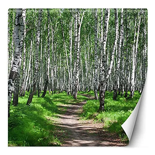 Feeby Fototapete XXL Natur Pflanzen Weg 200x200 cm Grün Vliestapete Moderne Design Wandtapete Küche Flur Wohnzimmer Büro Badezimmer Kinderzimmer Birkenwald Ansicht