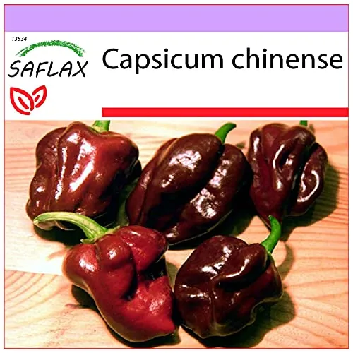 SAFLAX - Chili - Habanero Chocolate - 10 Samen - Capsicum chinense