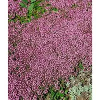 Produktbild Thymus Serpyllum Magic Carpet Teppich-Thymian Ca. 9x9 cm Topf