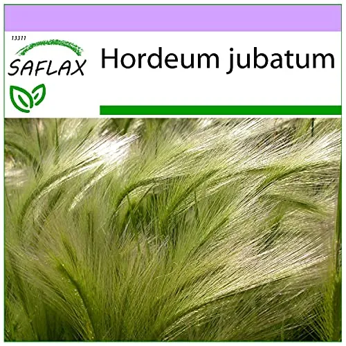 SAFLAX - Gräser-Bambus-Mähnengerste - 70 Samen - Hordeum jubatum