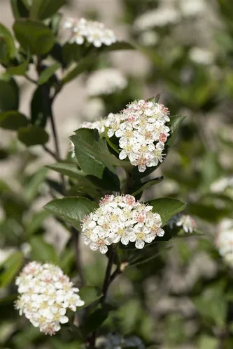 Aronia melanocarpa 'Hugin', Schwarze Apfelbeere, schwarz, 40–60 cm