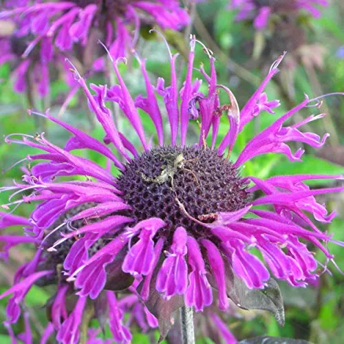 Blumixx Stauden Monarda Fistulosa-Hybride 'Scorpion' – Goldmelisse für den Garten | Aromatische, bienenfreundliche Duftstaude | Winterhart & mehrjährig | Ideal für sonnige Beete & Naturgärten
