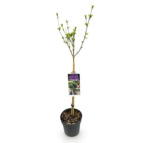GreenboutiQ