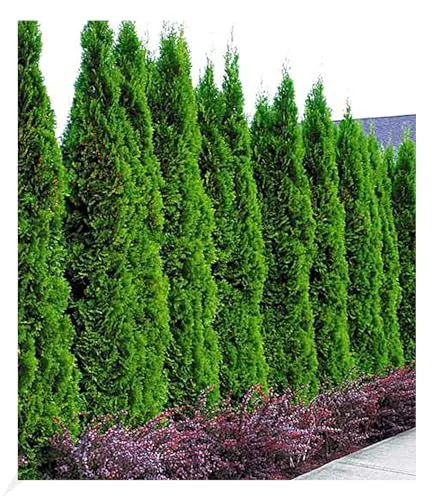 BALDUR Garten Lebensbaum-Hecke 'Thuja Smaragd' - Immergrün und winterhart - Samen & Pflanzen von Hecken & Sträuchern, idealer Sichtschutz mit geringem Pflegeaufwand, wächst bis zu 400 cm hoch und ist perfekt für sonnige bis halbschattige Standorte.