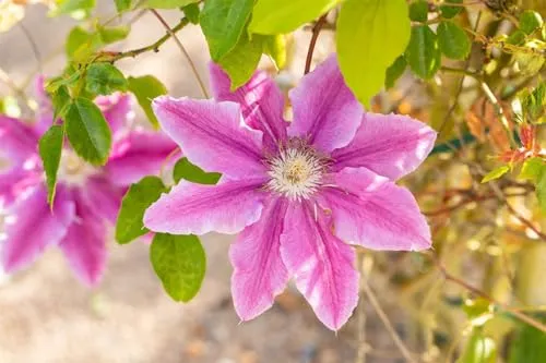 Clematis 'Bees Jubilee' 60-100 cm – Winterhart & Mehrjährig – Waldrebe – Kletterpflanze für Pergola & Rankhilfe