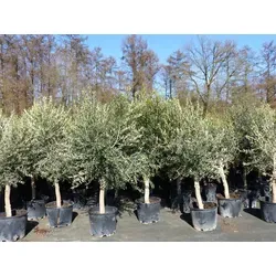 3x Olivenbaum 20 Jahre - Olea Europaea, 180-220 cm - 3 Stück Olivenbaum Olea Europaea in Premiumqualität, winterhart mit dicken Stämmen und schönen Kronen. Ideal für Garten und Terrasse.