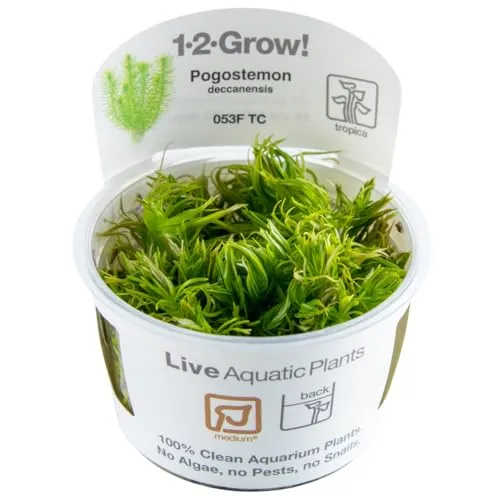 Tropica 1-2-Grow! Pogostemon erectus 1 Stück