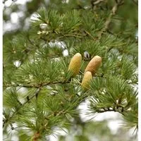 Produktbild Libanon-Zeder 40-60cm - Cedrus,ibani