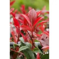 Photinia Fraseri Devils Dream® Glanzmispel Rot 40–60 cm - Immergrüne Glanzmispel, ideal für strukturierte Hecken oder als Solitär. Mit leuchtend roten Jungtrieben und cremeweißen Blüten ein echter Blickfang. Perfekt für sonnige bis halbschattige Standorte.