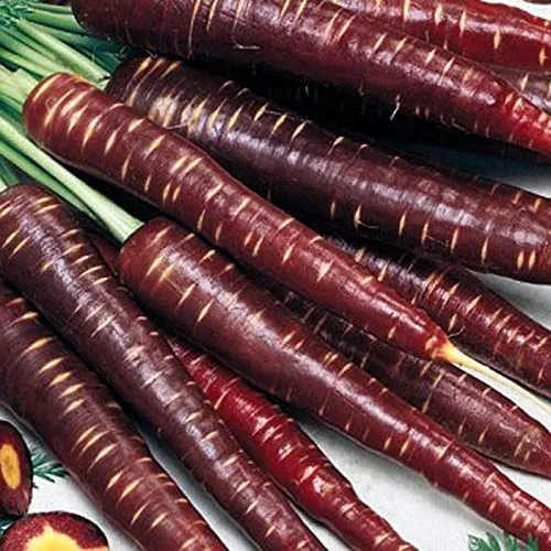 Möhren Purple Elite violette Urmöhre Samen in lila von Hild