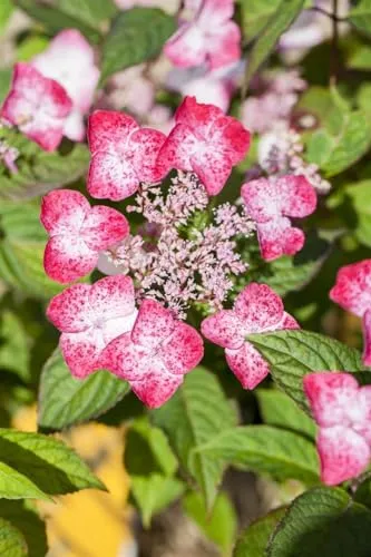 Hydrangea serrata 'Benigaku' - Japanische Berghortensie mit rosa Blüten - Pflegeleichte, winterharte Hortensie mit zartrosa Blüten, die im Herbst rot werden. Ideal für halbschattige Standorte und lockt Schmetterlinge an. Perfekt für Gartenliebhaber mit wenig Zeit.