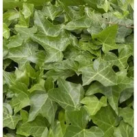 Gemeiner Efeu 125-150cm - Hedera helix