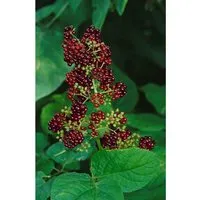 Aralia Racemosa Amerikanischer Nardenwurz Ca. 11x11 cm Topf