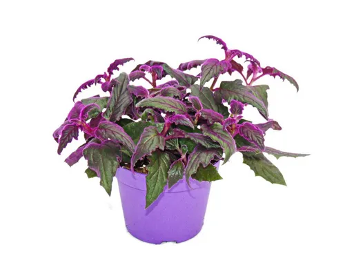 Exotenherz Zimmerpflanze Gynura Purple Passion Samtblatt Samtnessel lilafarbene Pflanze 12cm