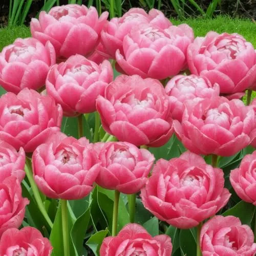 Tulpenzwiebeln Winterhart Mehrjährig von DUTCH BULBS