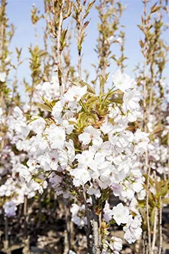 Prunus Serrulata Amanogawa - Japanische Säulenkirsche Rosa 40–60 cm - Die Japanische Säulenkirsche ‘Amanogawa’ begeistert mit ihrer eleganten, schmalen Form und blühenden Pracht. Ideal für kleine Gärten, sorgt sie mit zart rosa Blüten und attraktiven Herbstfarben für eine besondere Atmosphäre.