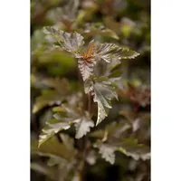 Physocarpus opulifolius 'Red Baron' - Rote Blasenspiere - Ziergehölz mit burgunderfarbenen Blättern und bienenfreundlichen Blüten, ideal für naturnahe Gärten und als Sichtschutz.