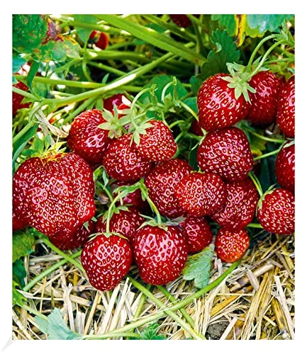 BALDUR-Garten Pflanzen von BALDUR-Garten