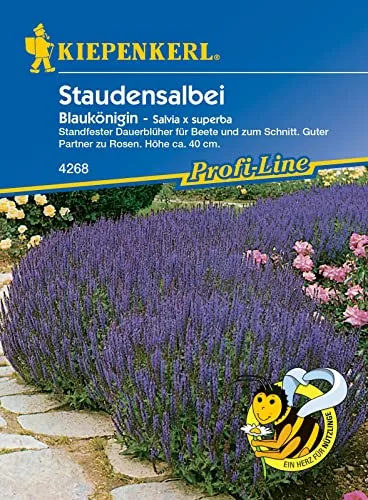 Kiepenkerl 4268 Salvia x Superba flower sage blue queen seed portion