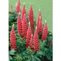 Lupinus Polyphyllus Edelknabe Vielblättrige Lupine Ca. 11x11 cm Topf