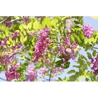 Robinia Hispida Macrophylla Rosa Robinie 150–175 cm