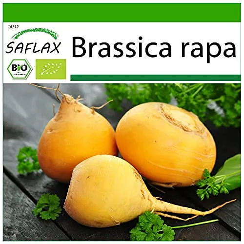 SAFLAX - BIO - Kohlrabi - Goldana - 500 Samen - Mit keimfreiem Anzuchtsubstrat - Brassica rapa