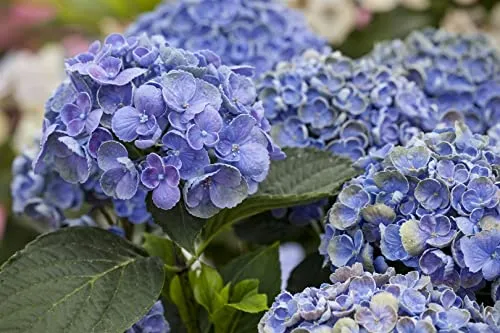Hydrangea macrophylla 'Hovaria® Hopcorn' - Pflegeleichte Hortensie mit rosa-weißen Blüten - Einzigartige Hortensie mit zarten Blüten, ideal für Kübel und halbschattige Standorte. Pflegeleicht, winterhart bis -20 °C – perfekt für Gartenliebhaber mit wenig Zeit.