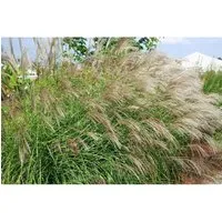 Pflanzen für Dich Gräser Miscanthus sin. Little Zebra, 1 St. - Zebraschilf, kompaktwachsend mit auffälligen cremegelben Streifen, ideal für moderne Gärten und als Kübelpflanze, pflegeleicht und langlebig.