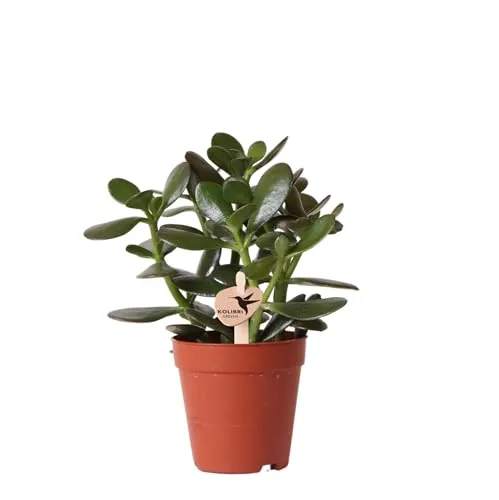 Exotenherz Kaktus Crassula Ovata