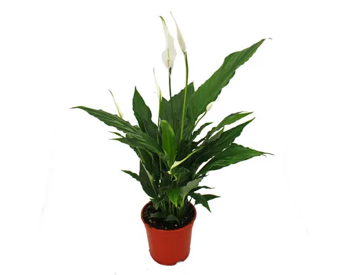 Exotenherz Zimmerpflanze Spathiphyllum, Einblatt,