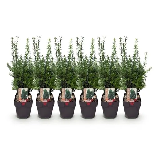 GreenboutiQ