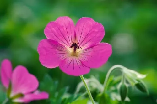 Geranium wallichianum 'Pink Penny' - Storchschnabel in Rosa, 11x11 cm Topf - Der Wallich-Storchschnabel 'Pink Penny' begeistert mit leuchtend pinken Blüten und ist ideal für sonnige bis halbschattige Standorte. Pflegeleicht und langlebig, setzt er blühende Akzente in jedem Garten.