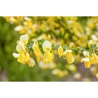 Cytisus Scoparius Besenginster Luna 30-40 cm