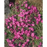 Phlox Stolonifera Home Fires Teppich Phlox Rosa Ca. 9x9 cm Topf